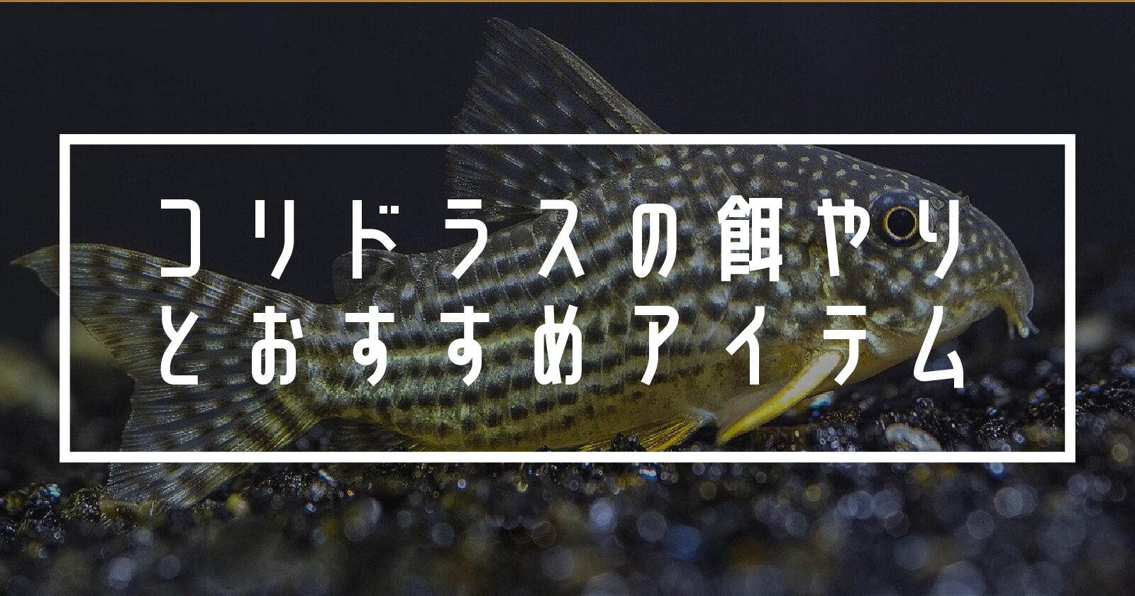 もう悩まない】コリドラスの餌が他の魚に取られる時の対処法とコリドラスの餌比較 | FIND.